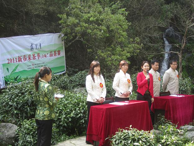 霧里青2011新春采茶季在電視鏡頭中開始