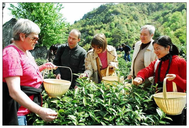 銀獎(jiǎng)  丁長(zhǎng)杰《“這才是真正的生態(tài)茶”》