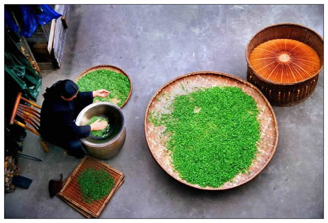 銅獎(jiǎng)  汪順陵《茶香滿院》