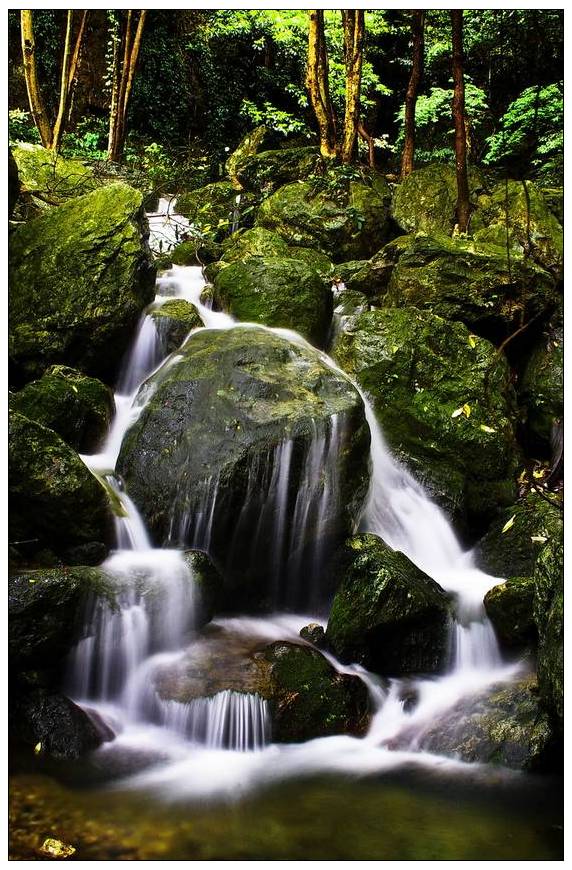 優(yōu)秀獎(jiǎng)  操春虹《好水育好茶 》