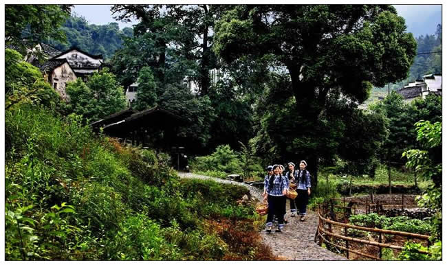 優(yōu)秀獎(jiǎng)  程家惠《富硒村姑采茶去 》