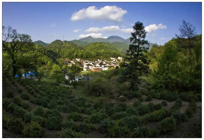 優(yōu)秀獎(jiǎng)  束從余《富硒茶鄉(xiāng)大山村 》