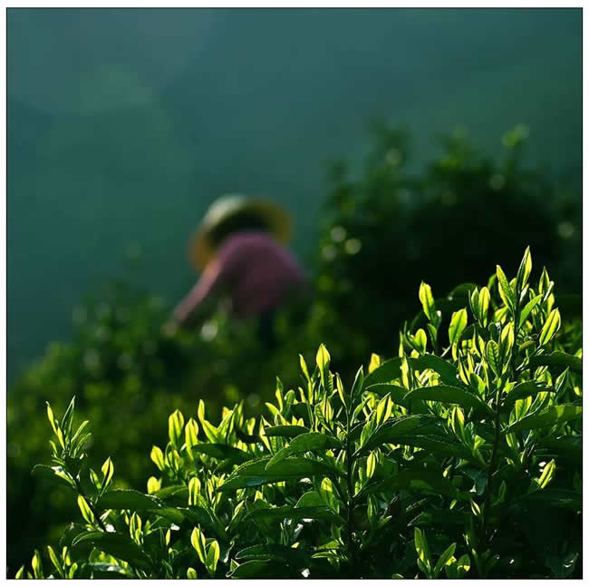 優(yōu)秀獎(jiǎng)  鄭武《茶園春早》