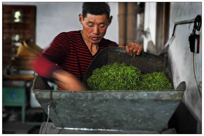 優(yōu)秀獎(jiǎng)  朱瑋《春山焙茶忙》組照