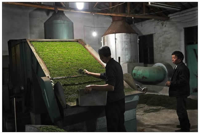 優(yōu)秀獎(jiǎng)  朱瑋《春山焙茶忙》組照