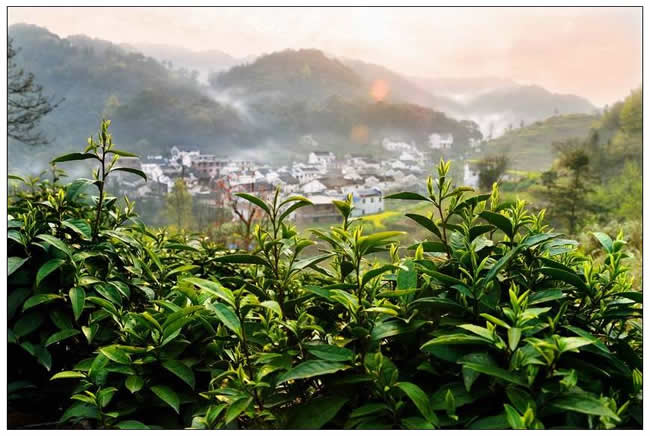 優(yōu)秀獎(jiǎng)  朱瑋《含露紫英肥》