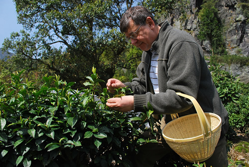 天方集團(tuán)茶園